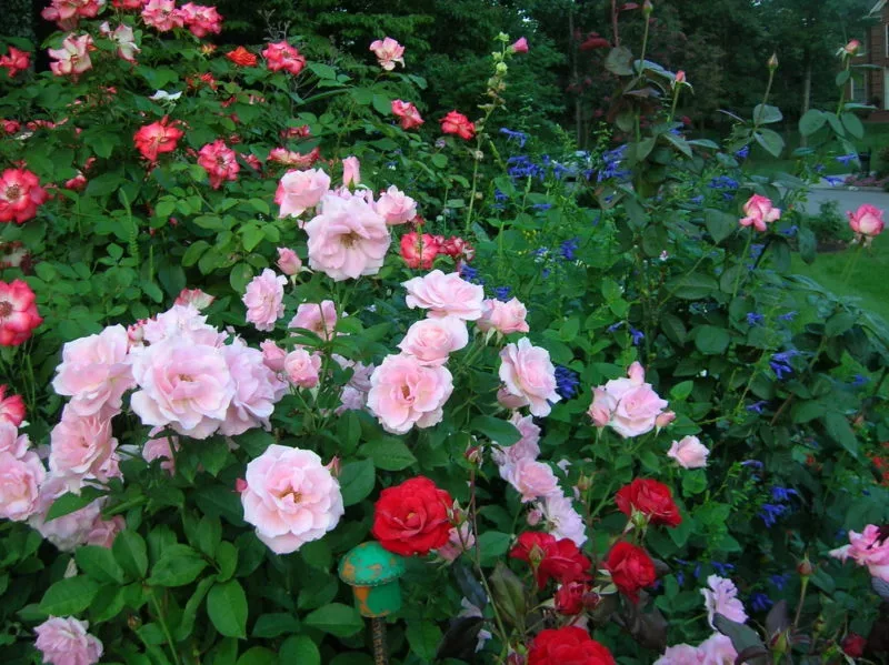 Read more about the article Understanding How to Grow Different Types of Roses