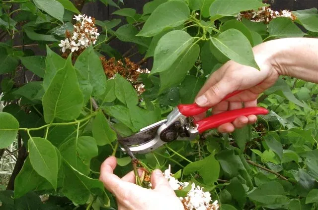 Read more about the article Tips For Summer Pruning