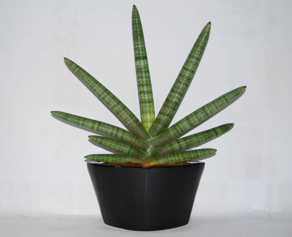 Read more about the article Indoor Plants Add Life to Your Home