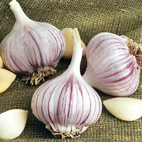 Read more about the article Growing Garlic in the North