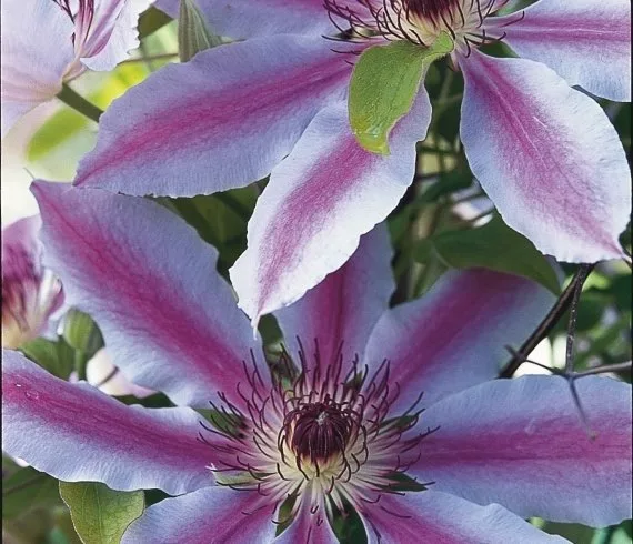 Read more about the article How to Prune Clematis