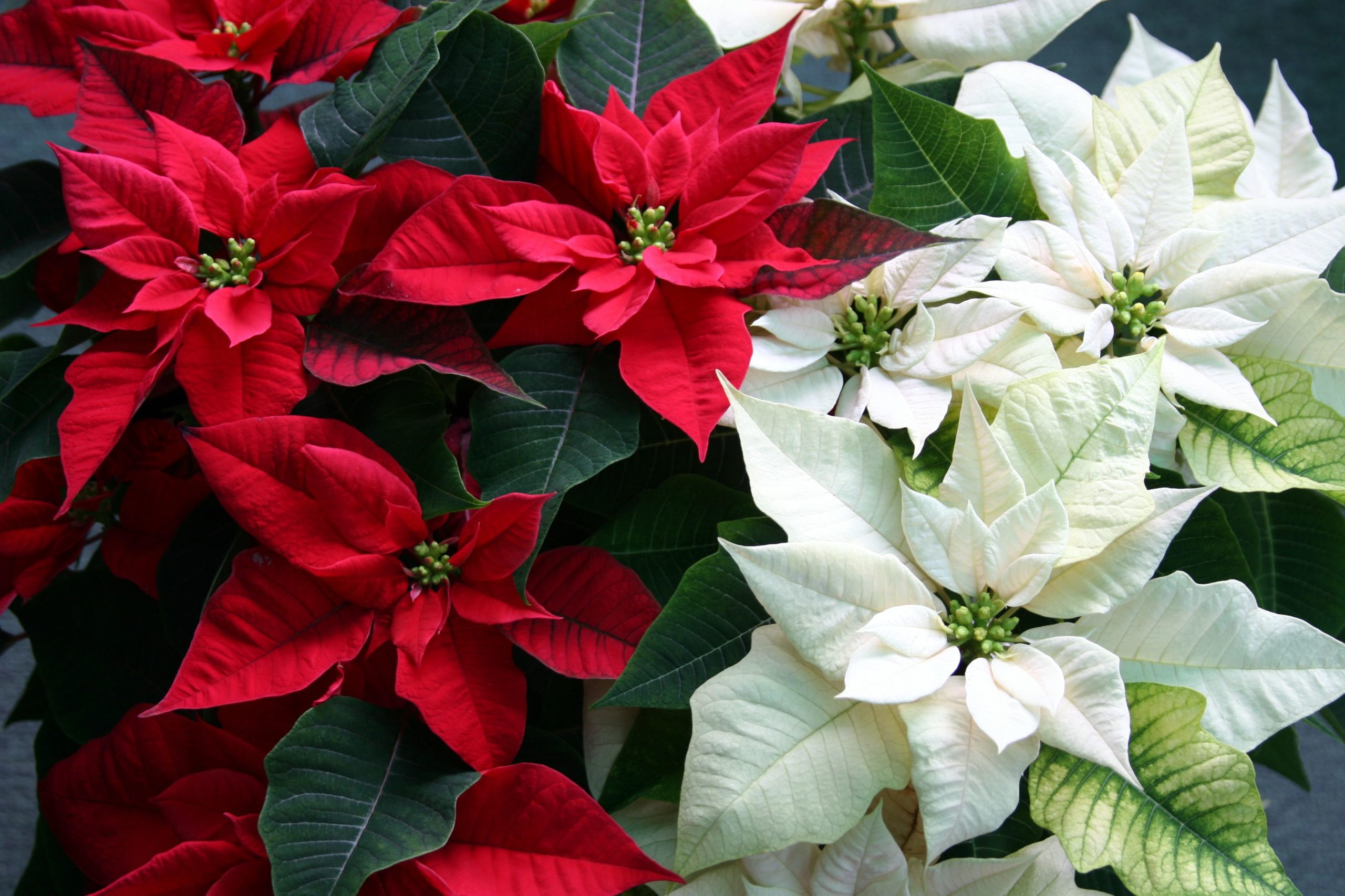 Read more about the article Poinsettias, a Christmas Tradition