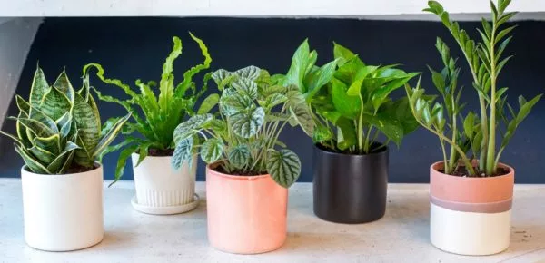 Read more about the article Loving Indoor Plants