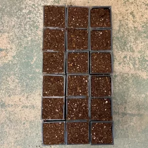 Growers pot – 18 x 3″ pots with tray and soil