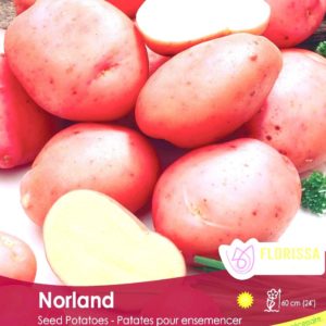 Seed Potato Norland Red