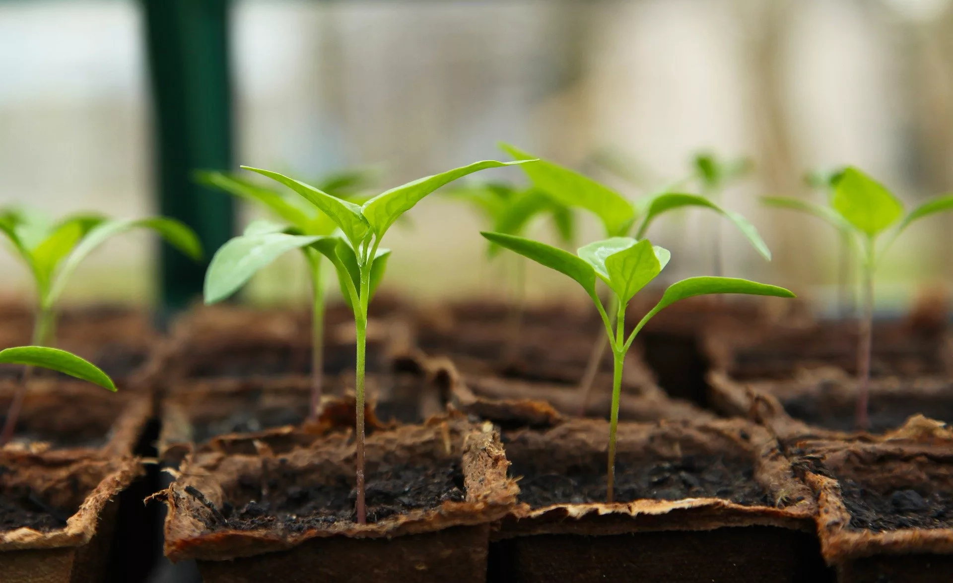Read more about the article Hardening Off Seedlings and Other Spring Tasks