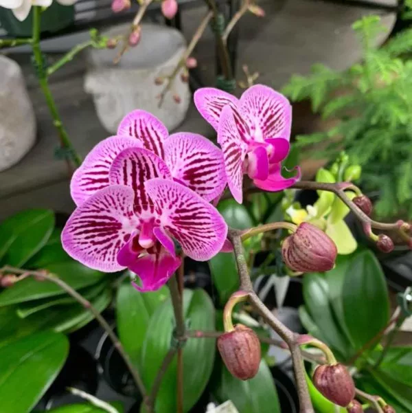 Read more about the article A Beginners Guide to Growing Orchids