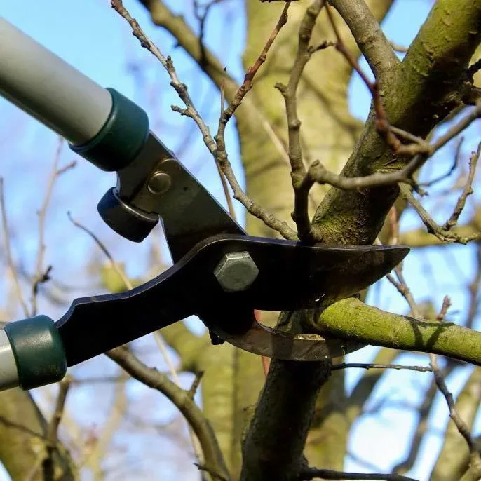 Read more about the article Spring is the Time for Dormant Pruning