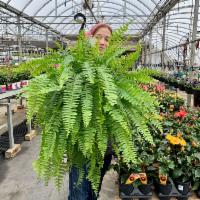 BOSTON FERNS – BUY NOW for pick up the week of May 18th, 2023.