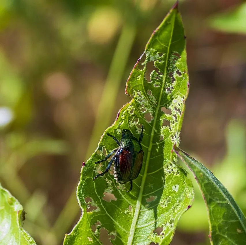 Read more about the article Gardening Questions: Japanese Beetles and Moving Plants Indoors
