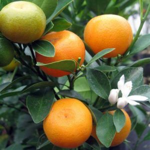 Citrus – Calamondin Orange