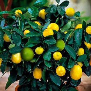Citrus Cocktail – Key lime/Meyer lemon tree