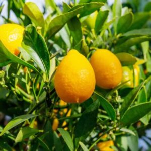 Citrus – Key Lime (Limequat) Tree