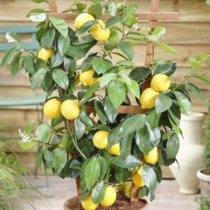 Citrus – Meyer Lemon Tree