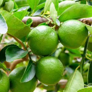 Citrus – Persain Lime Tree