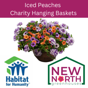 CHARITY HANGING BASKET 13″ – ICED PEACHES