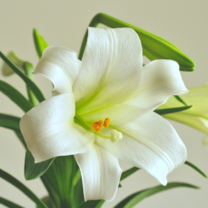 Easter Lily – 6″