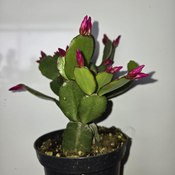 Spring Flowering Cactus