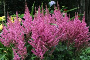Astilbe_chinensis_Vision_in_Pink_1_1024x1024