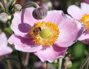 anemone w bee