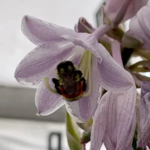 bee in hosta flower
