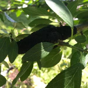 black knot plum 1