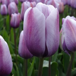 tulip lilac love